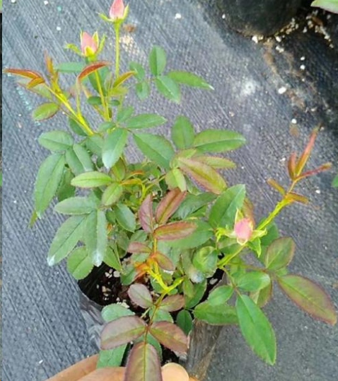 月季激素苗怎么养？