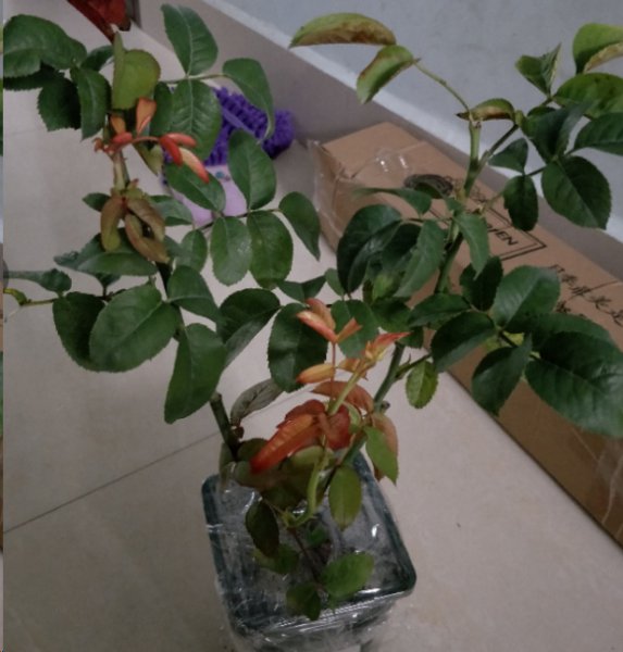 月季激素苗怎么养？