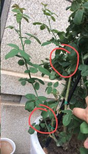 藤本月季为何不长笋芽？ 藤本月季不发笋芽为什么？
