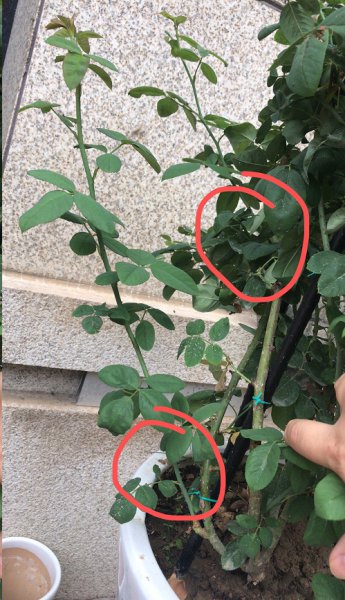 藤本月季不发笋芽为什么？