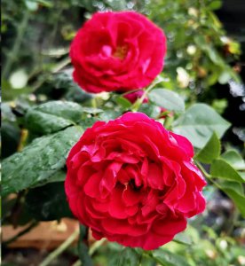 为什么看不到月季的芽点？ 月季看不到芽点是怎么回事？