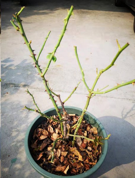 秋天月季发芽少？