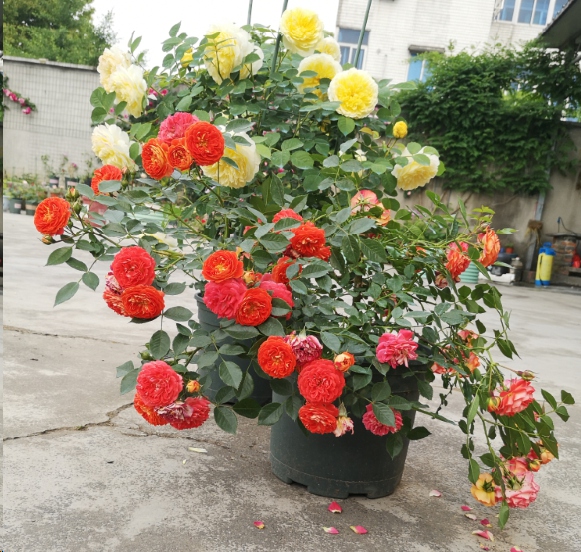 藤本月季不发笋芽为什么？