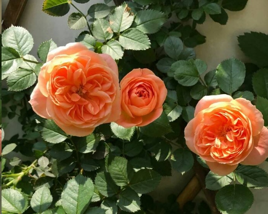 秋天月季发芽少？