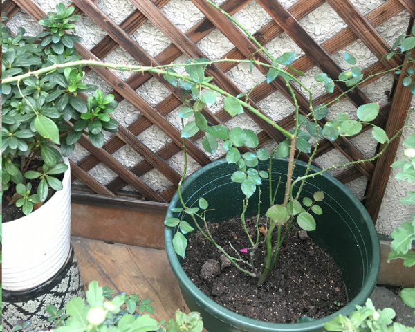 藤本月季不发笋芽为什么？