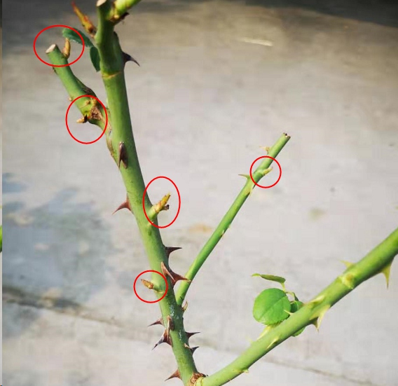 秋天月季发芽少？