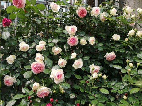 藤本月季不发笋芽为什么？