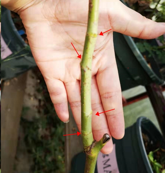 月季看不到芽点是怎么回事？