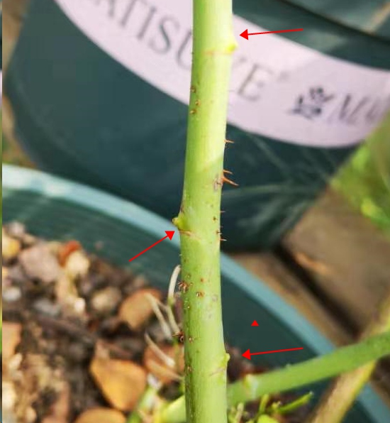 月季看不到芽点是怎么回事？