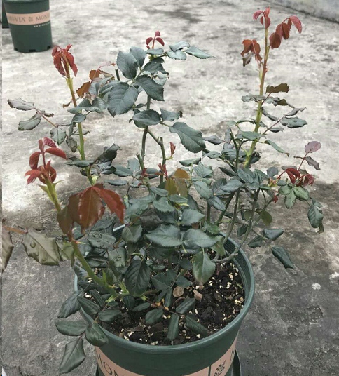 月季看不到芽点是怎么回事？