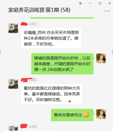 藤本月季买什么苗好