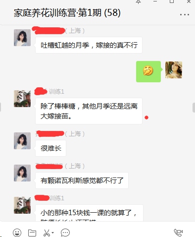 藤本月季买什么苗好