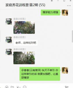 藤本月季秋季牵引实例讲解 藤本月季秋季牵引操作示范