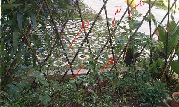藤本月季秋季牵引实例讲解