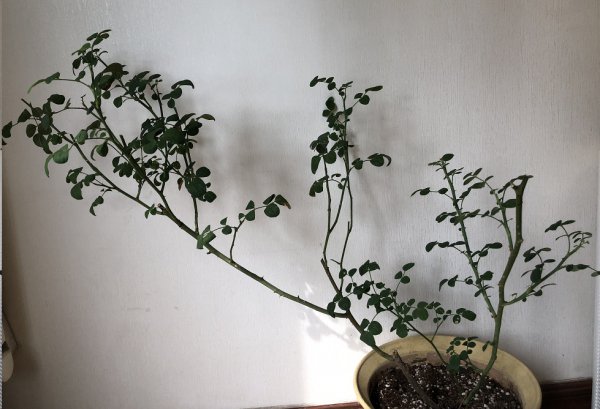 月季株型如何调整？