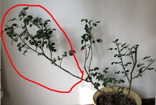 月季株型如何调整？