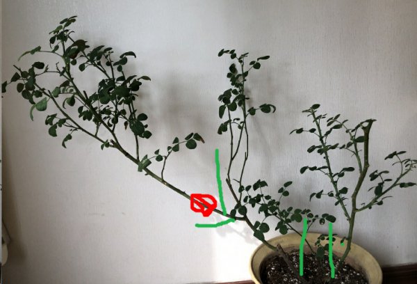 月季株型如何调整？