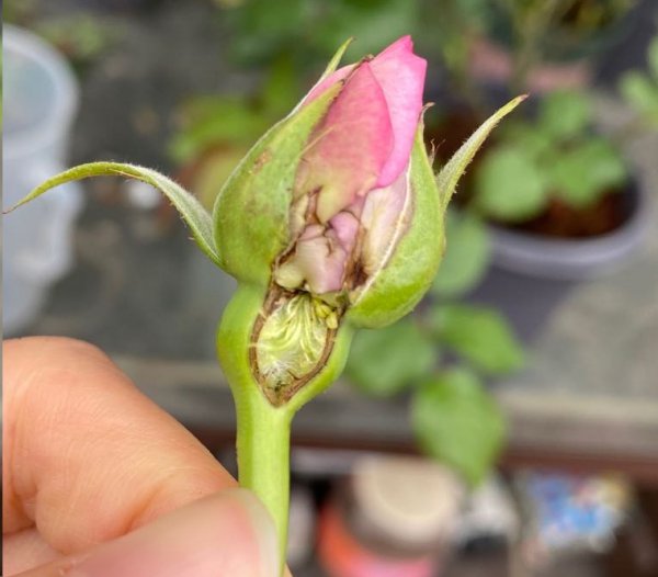 月季花苞长着长着就裂开了怎么回事？