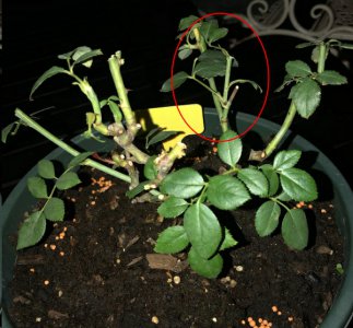 月季花促笋芽复壮实例解析 月季花促进笋芽生长的作用解析