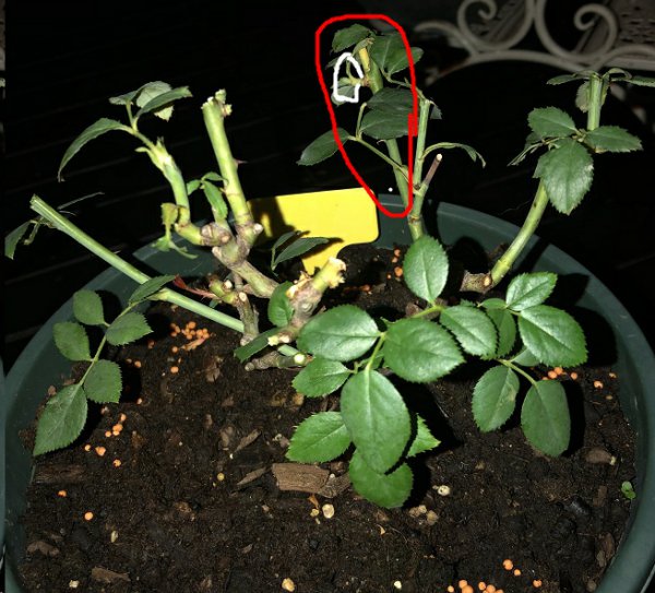 月季花促笋芽复壮实例解析