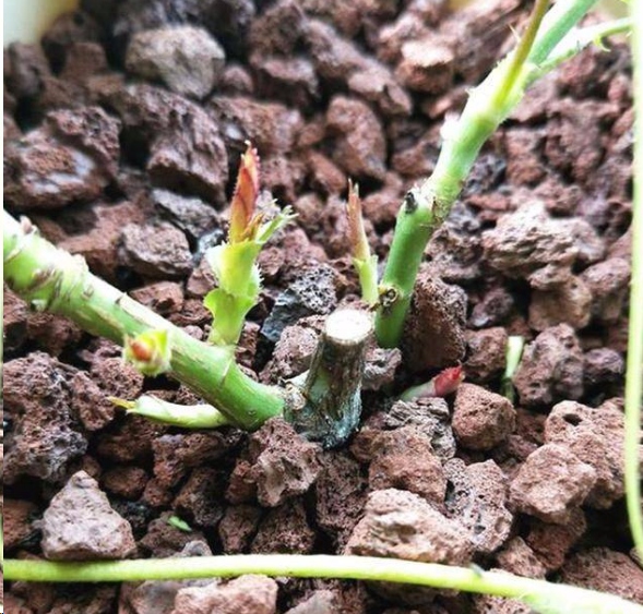 月季花促笋芽复壮实例解析