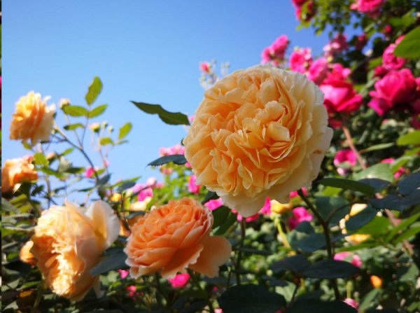 月季花苞长着长着就裂开了怎么回事？