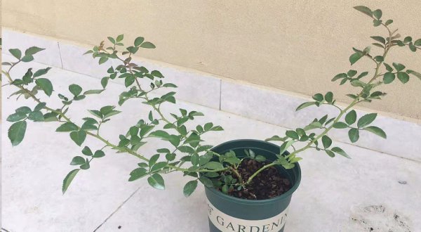 月季花促笋芽复壮实例解析