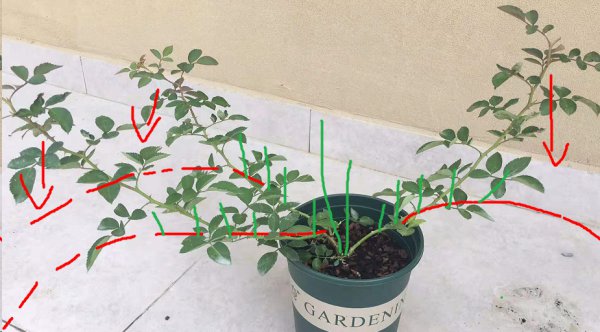 月季花促笋芽复壮实例解析