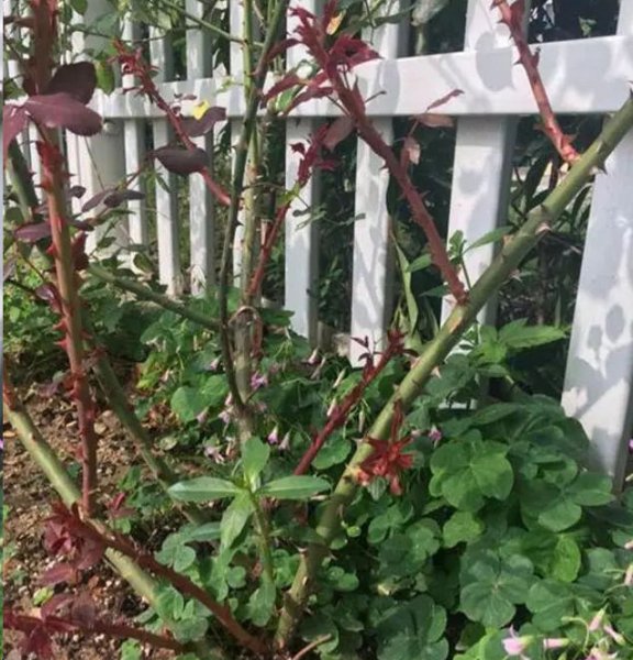 月季花促笋芽复壮实例解析