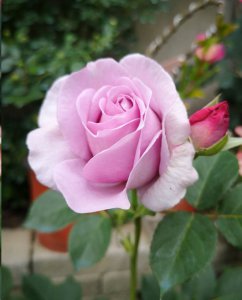 月季花芽为何会掉落？ 月季花苞长着长着就掉了怎么回事？