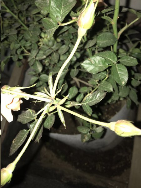 月季花苞长着长着就掉了怎么回事？