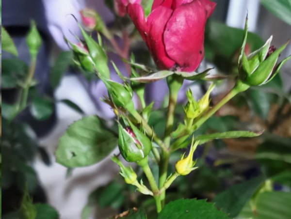 月季花苞长着长着就掉了怎么回事？