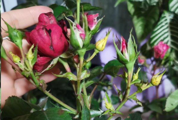 月季花苞长着长着就掉了怎么回事？