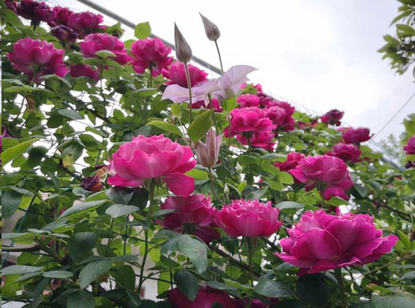 月季花苞长着长着就掉了怎么回事？