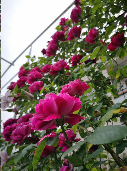 月季花苞长着长着就掉了怎么回事？
