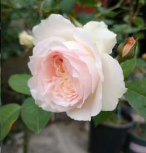 月季开花不正常？ 月季开花不对版？