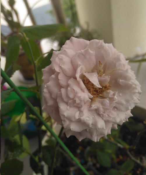 月季开花不对版？