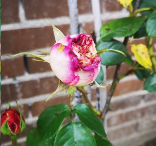 月季花苞打不开是什么原因？ 月季花花苞无法绽放的原因是什么？
