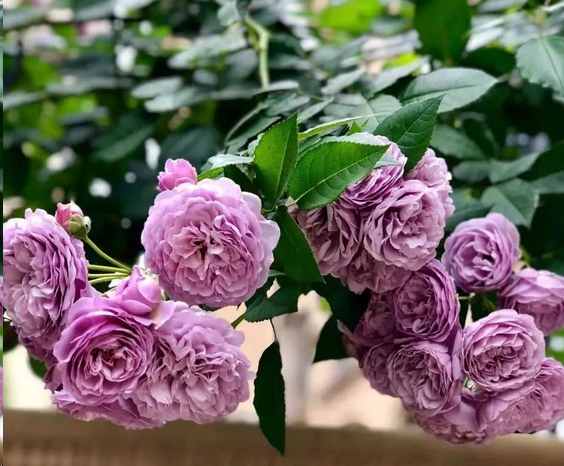 月季花苞打不开是什么原因？