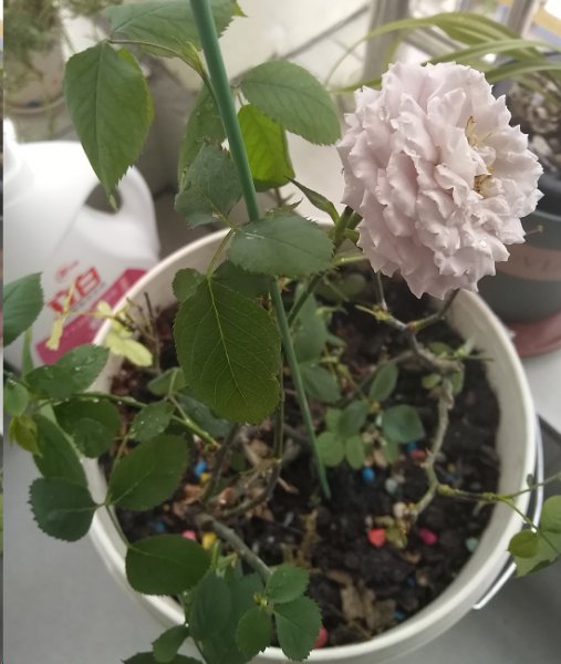 月季开花不对版？