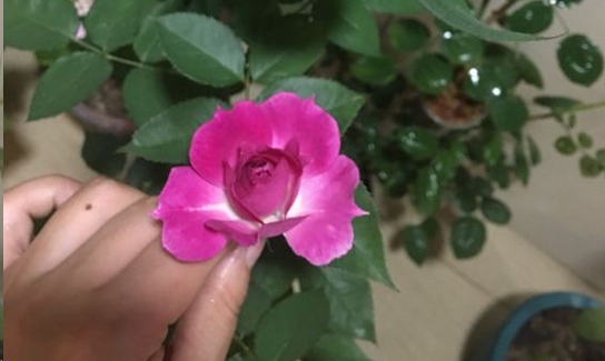 月季开花不对版？