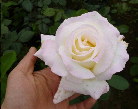 月季花苞打不开是什么原因？