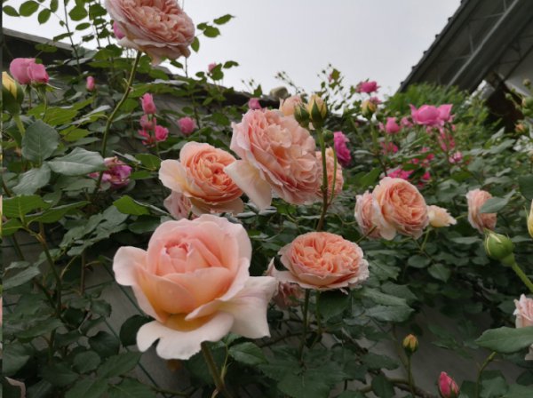 月季花苞打不开是什么原因？