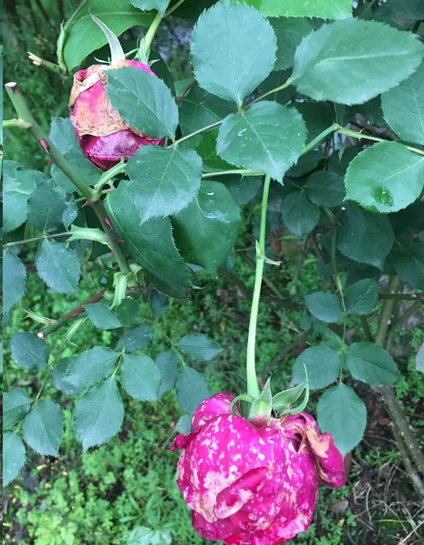 月季花苞打不开是什么原因？