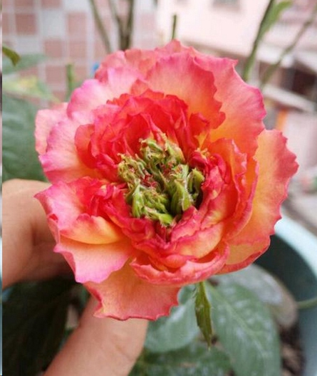 月季鼻毛花形成的原因？