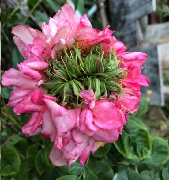 月季鼻毛花形成的原因？