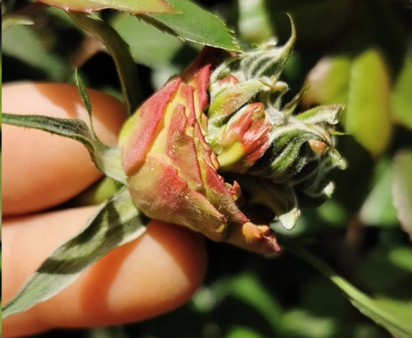 月季鼻毛花形成的原因？