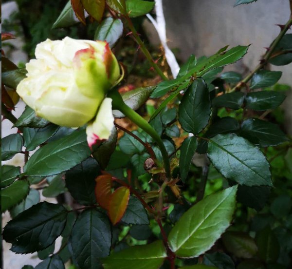 月季鼻毛花形成的原因？