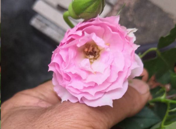 月季鼻毛花形成的原因？