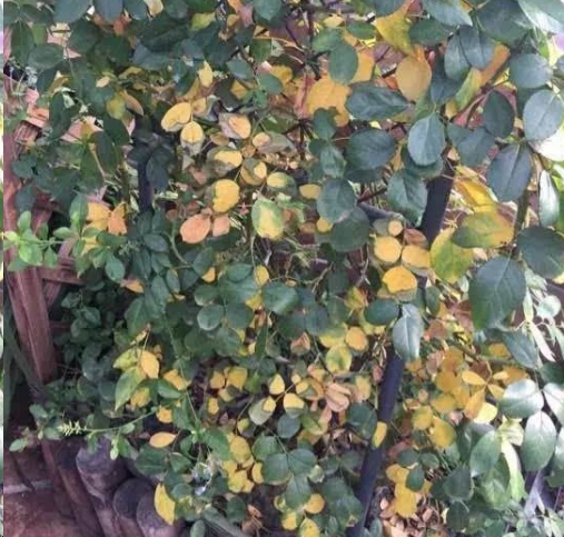 月季花突然出现大量黄叶